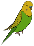 https://cdn.pixabay.com/photo/2016/11/05/18/14/budgie-1800878_640.png